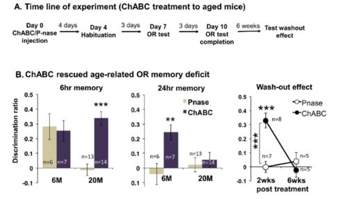 拯救衰老大腦的新突破 提高6-硫酸軟骨素水平恢復神經可塑性